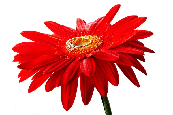 Red gerbera with the golden ring — Stock Photo, Image