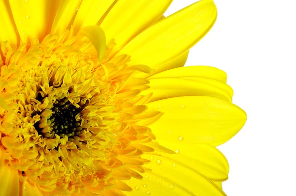 Желтый красивый цветок герберы — стоковое фото
