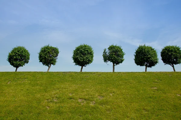 Ağaçlarla ve gökyüzüyle manzara — Stok fotoğraf