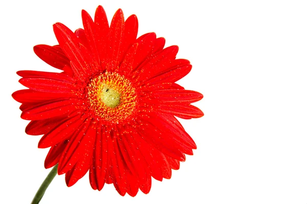 Kırmızı gerbera çiçek Stok Resim
