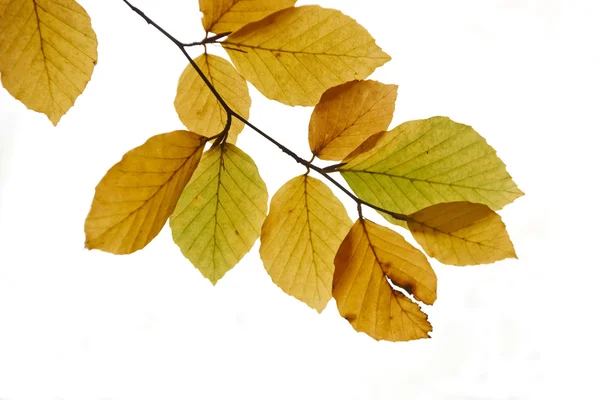 Efterårsblade - Stock-foto