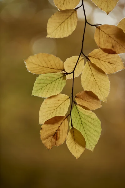 Efterårsblade - Stock-foto