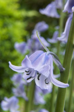 Bluebells clipart