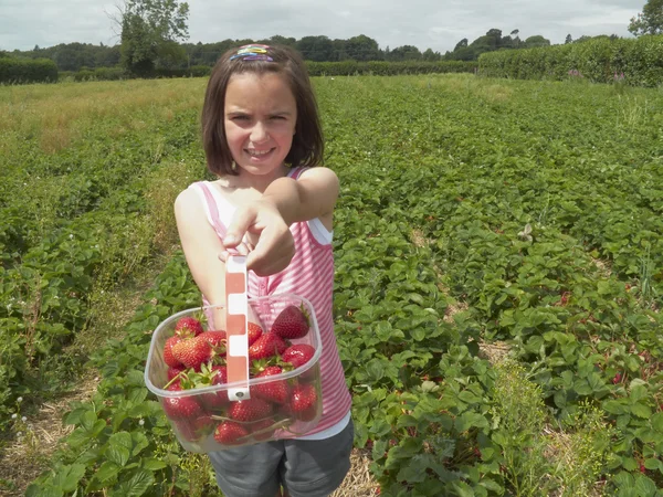 stock image Friut picking