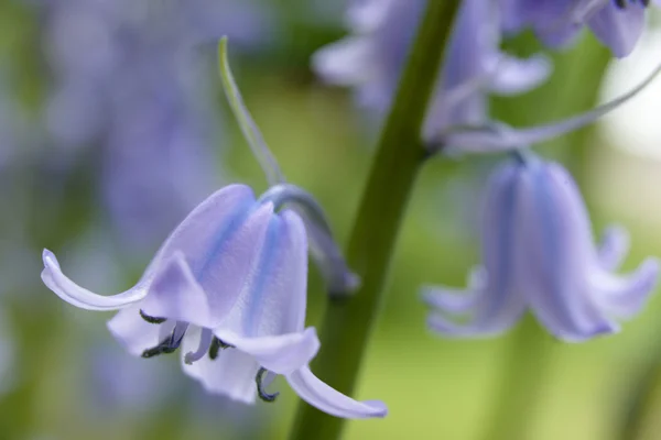 stock image Bluebells