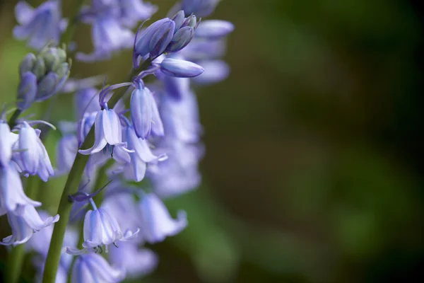 stock image Bluebells