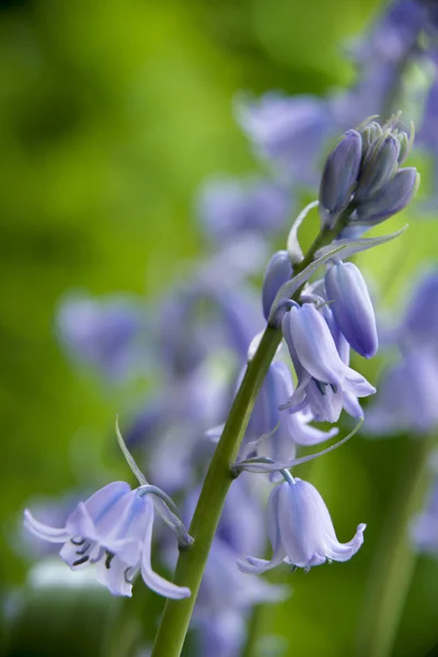 stock image Bluebells