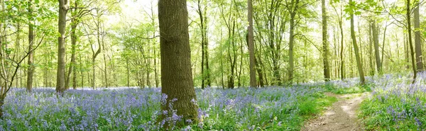 stock image Panaramic view of bluebells