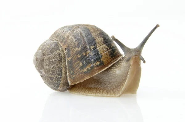 stock image Snail on white background