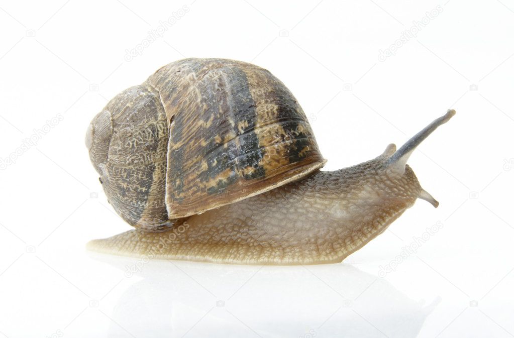 Snail on white background
