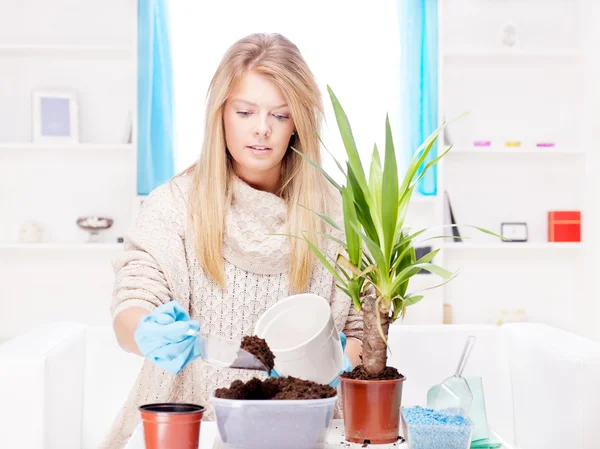Woman transplant plant in a bigger pot — Stock Photo, Image