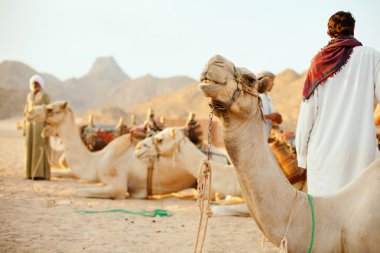 Bedouins and camels clipart