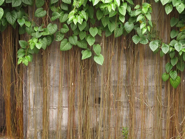 Old brick wall with the tree — Stock Photo, Image