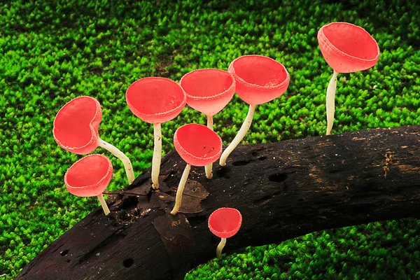 Červený pohár houby — Stock fotografie