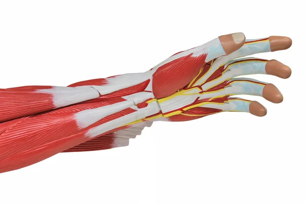 Anatomia das mãos — Fotografia de Stock