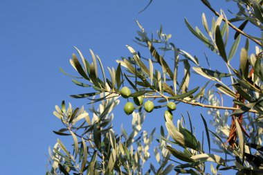 Yeşil Zeytin