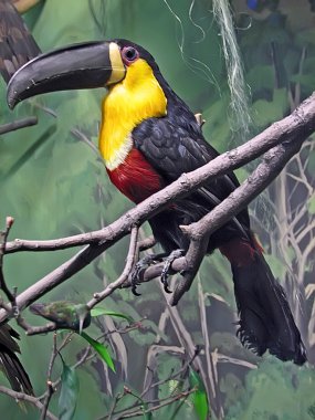 Tucan bird clipart