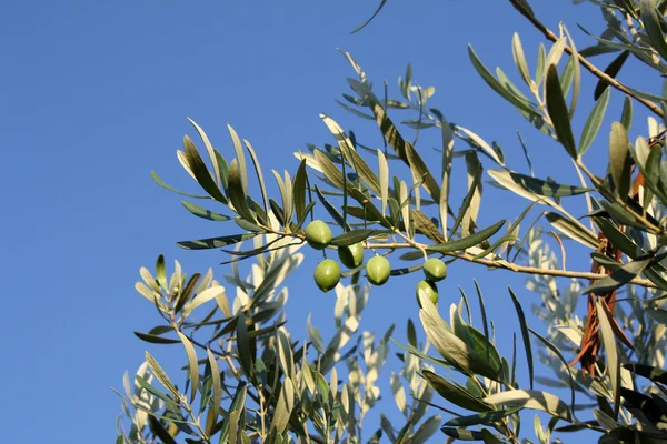 stock image Green olives