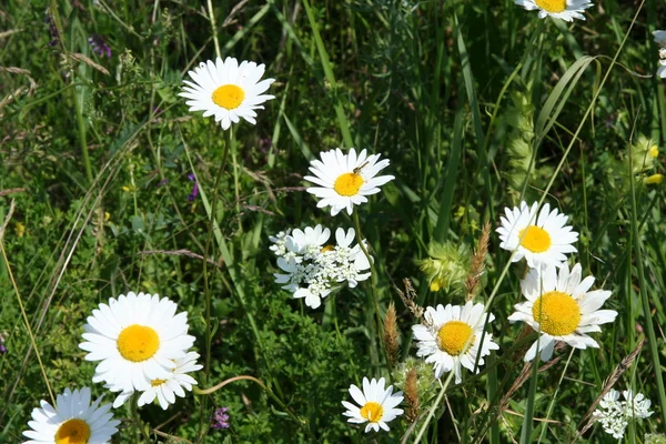 Stock image Daisy field