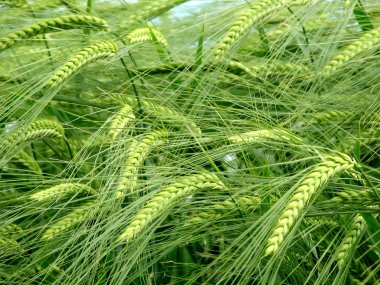 Green barley clipart