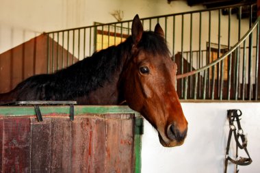 Horse in the stable clipart