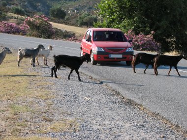 Goats on the road clipart