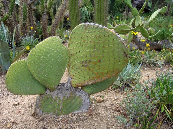 Kaktus zielony — Zdjęcie stockowe