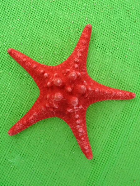 stock image Red star