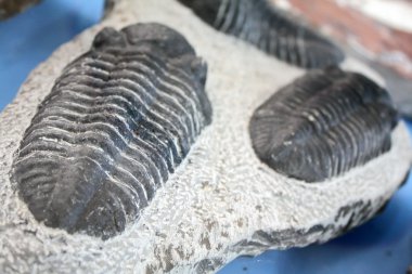 Trilobite clipart