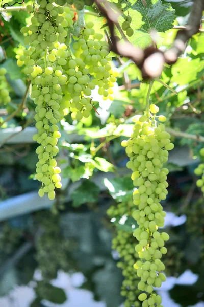 Green grape — Stock Photo, Image
