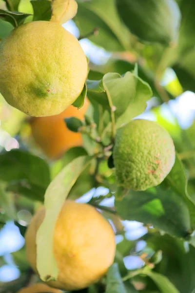 Ağaçtaki limon — Stok fotoğraf