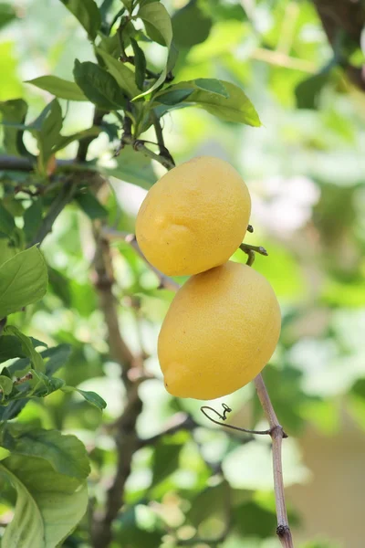 Ağaçtaki limon — Stok fotoğraf