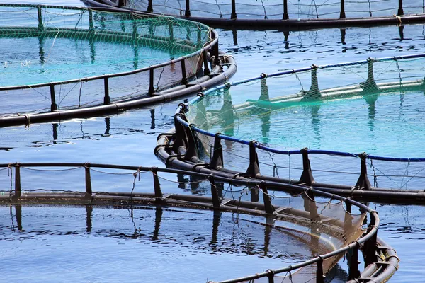 Рыбная ферма — стоковое фото