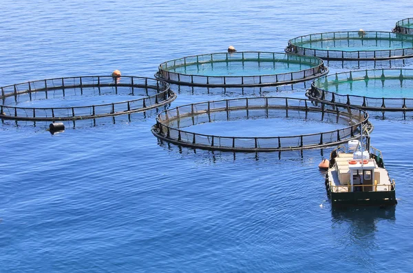 Рыбная ферма на море — стоковое фото
