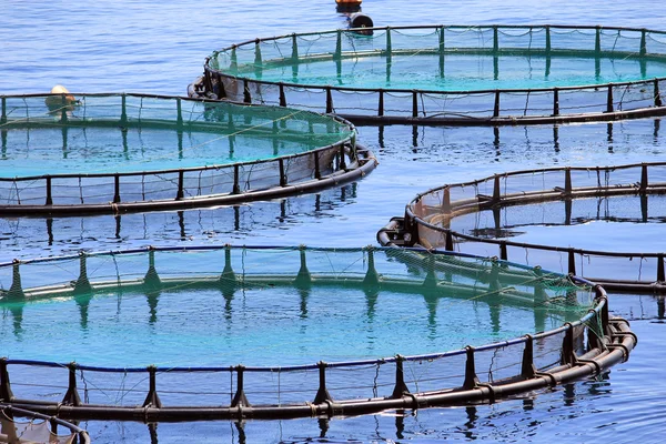 Fish farm Royalty Free Stock Images