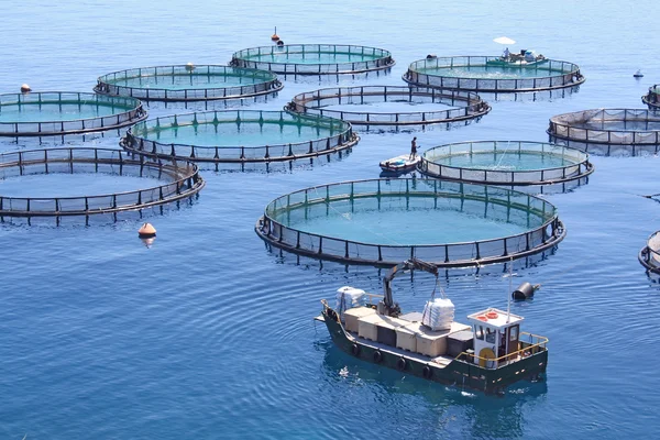Rybí farma na moři Stock Snímky