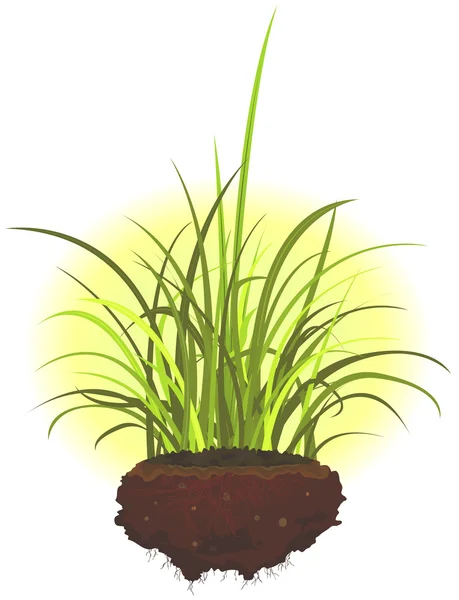 Feuilles et racines d'herbe — Image vectorielle