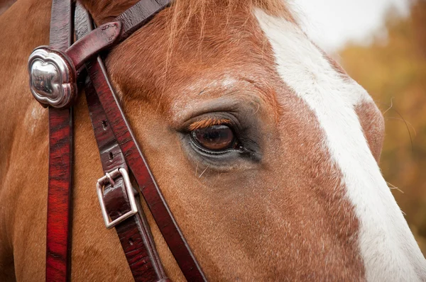 Cabeça de cavalo isolada — Fotografia de Stock