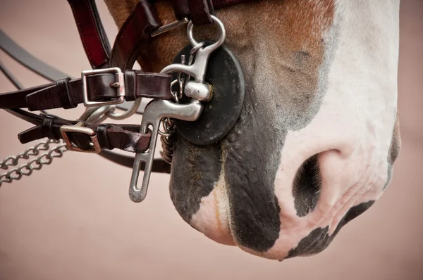 Koňské hlavy, samostatný — Stock fotografie