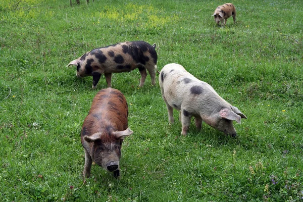 Pigs grazing — Stock Photo, Image