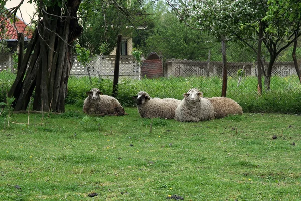 羊休息 — 图库照片