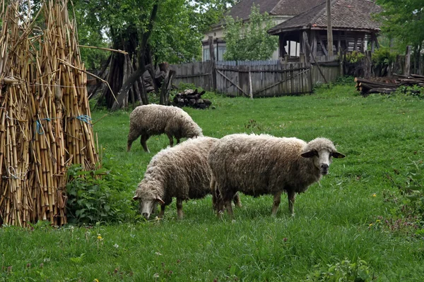 Pâturage des ovins — Photo