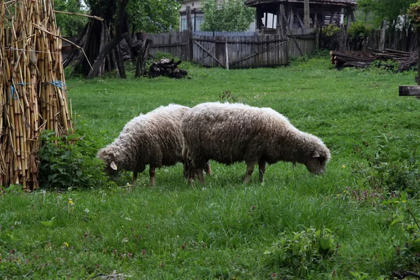 Πρόβατα που βόσκουν — Φωτογραφία Αρχείου