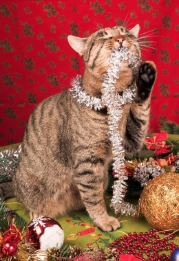Christmas cat clipart