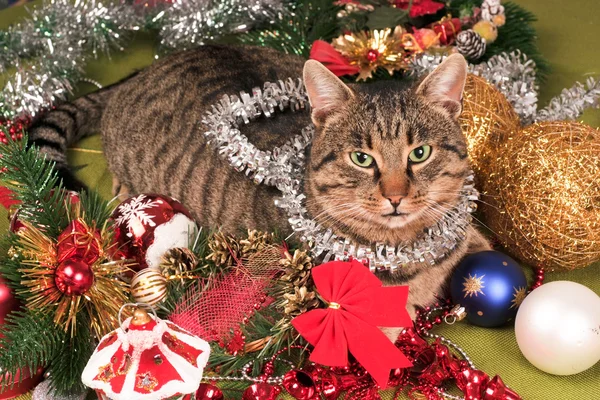Boże Narodzenie cat — Zdjęcie stockowe