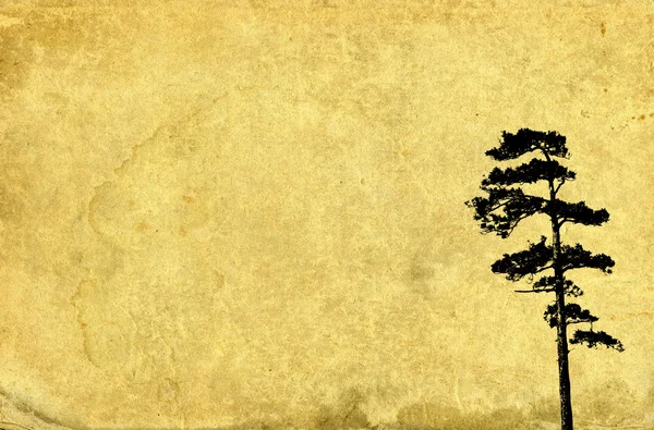 Ilustrace strom borovice na vinobraní papír — Stock fotografie