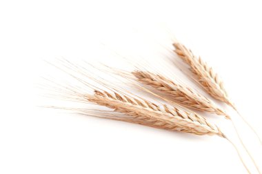 buğday kulaklar