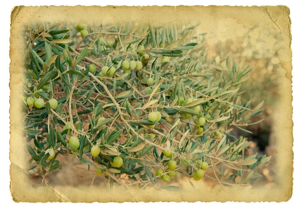 オリーブの枝 — ストック写真