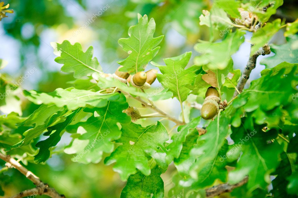 дуб черешчатый (quercus robur). лист дуба. дуб черешчатый ствол. включи дуба. включи дуба.