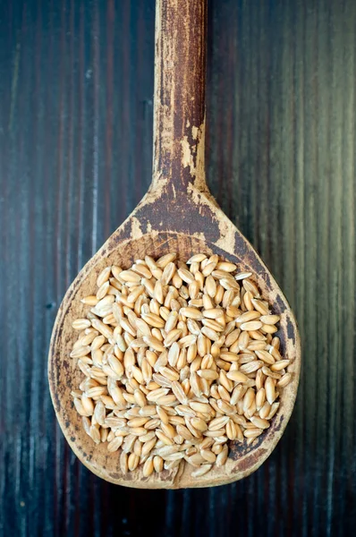 スペルト小麦の種子 — ストック写真